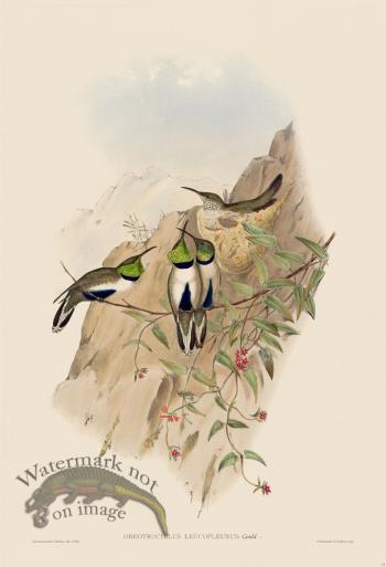 Gould Hummingbird 071